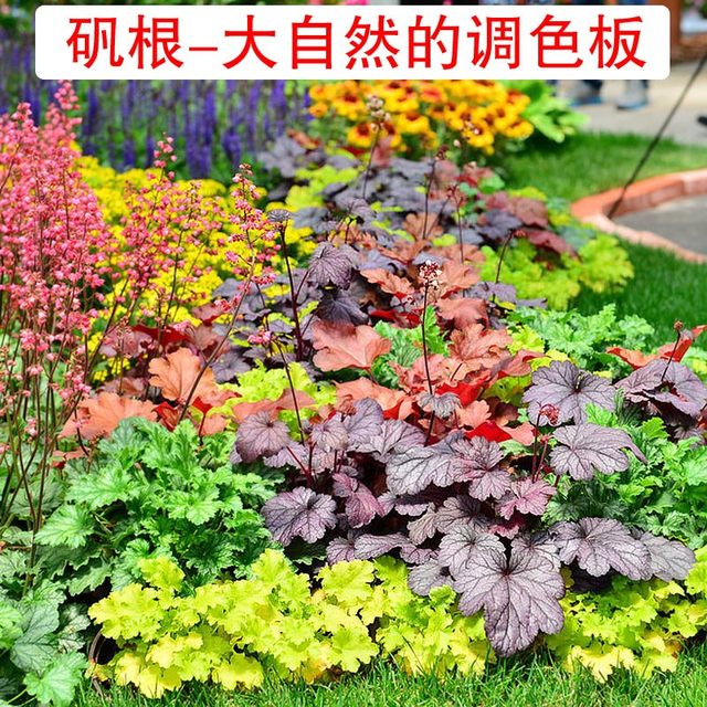 Alum root potted flower plants indoor flower seedlings evergreen all seasons leaf-resistant green plants garden greening flower seedlings