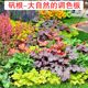 Alum root potted flower plants indoor flower seedlings evergreen all seasons leaf-resistant green plants garden greening flower seedlings