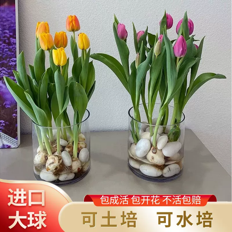 郁金香带芽重瓣种球四季花卉植物室内外花盆栽好养活