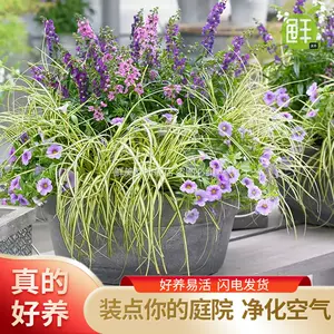 石菖蒲植物 新人首单立减十元 22年9月 淘宝海外