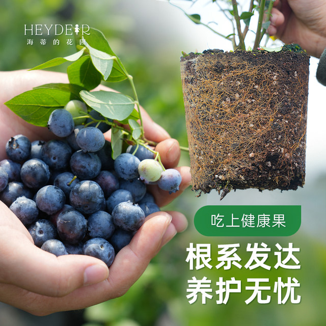 Heidi's Garden Flagship Store Blueberry Fruit Seedlings Northern Garden Potted Fruit Seedlings Balcony Flower Green Plants