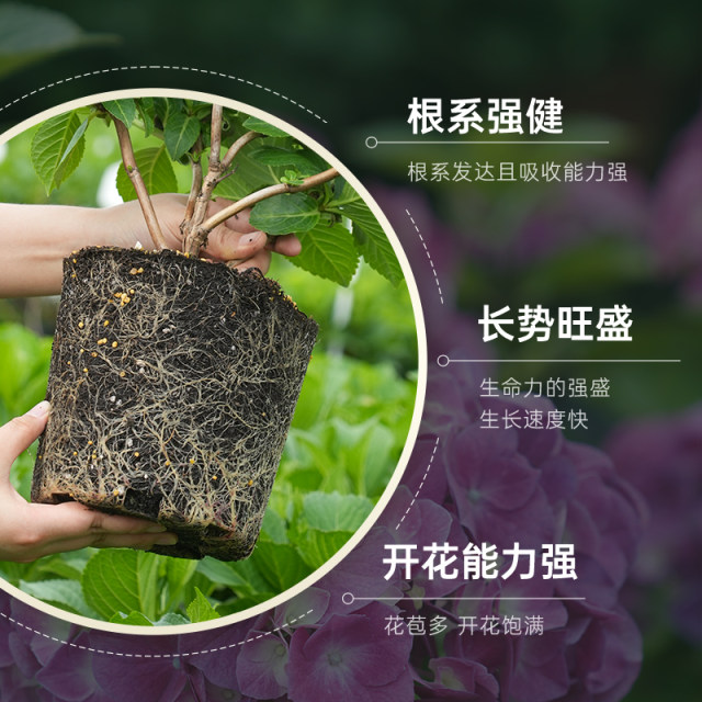 Heidi's Garden Flagship Store Hydrangea Seedlings Endless Summer Flowers Hydrangea Temari Balcony Flowers Potted Plants