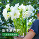 Heidi's Garden Flagship Store Hippeastrum double-petaled Afrey imported flowering bulbs flower plants indoor flowers