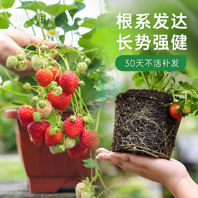 Heidi's Garden Flagship Store Strawberry Seedlings Potted Cream Strawberry Extra Large Dandong 99 Beauty Fruit New Seedlings