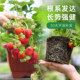 Heidi's Garden Flagship Store Strawberry Seedlings Potted Cream Strawberry Extra Large Dandong 99 Beauty Fruit New Seedlings