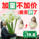 Heidi's Garden Flagship Store Hippeastrum double-petaled Afrey imported flowering bulbs flower plants indoor flowers