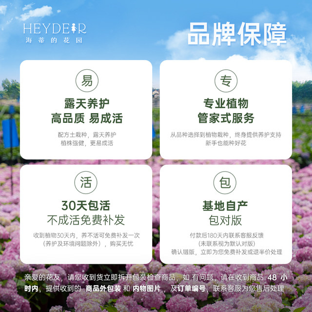 Heidi's Garden Flagship Store Hydrangea Seedlings Endless Summer Flowers Hydrangea Temari Balcony Flowers Potted Plants