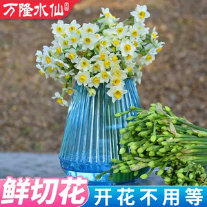 漳州水仙花种球鲜切花水培冬季花卉室内插花盆栽植物单重瓣大种子 漳州水仙花种球鲜切花水培冬季花卉室内插花盆栽植物单重瓣大种子