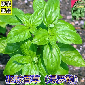 香花子 新人首单立减十元 22年8月 淘宝海外