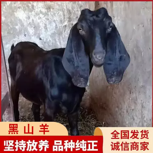 放山羊 新人首单立减十元 22年2月 淘宝海外