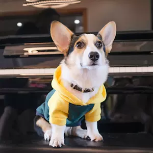 红中型犬 新人首单立减十元 22年8月 淘宝海外