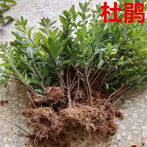 毛花坛 新人首单立减十元 22年7月 淘宝海外