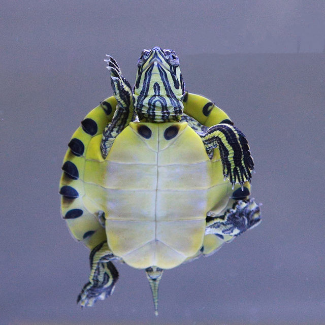 Fish Mixed Turtle Deep water turtle fish tank, mixed yellow-eared turtle, small turtle ...