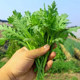 Chinese cabbage seeds, large leaves, small leaves, Chinese cabbage seeds, vegetable seeds, emperor vegetable seeds, vegetable seeds, autumn and winter, vegetable seeds, vegetable seeds, vegetable seeds, vegetable seeds, autumn and winter, vegetable seeds, vegetable seeds, vegetable seeds, vegetable seeds, vegetable seeds, vegetable seeds, vegetable seeds, vegetable seeds, vegetable seeds, vegetable seeds, vegetable seeds, vegetable seeds, vegetable seeds, vegetable seeds, vegetable seeds, vegetable seeds, vegetable seeds, vegetable seeds, vegetable seeds, vegetable seeds, vegetable seeds, vegetable seeds, vegetable seeds, vegetable seeds, vegetable seeds, vegetable seeds, vegetable seeds, vegetable seeds, vegetable seeds, vegetable seeds, vegetable seeds, vegetable seeds, vegetable seeds, vegetable seeds, vegetable seeds, vegetable seeds, vegetable seeds, vegetable seeds
