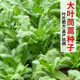 Chinese cabbage seeds, large leaves, small leaves, Chinese cabbage seeds, vegetable seeds, emperor vegetable seeds, vegetable seeds, autumn and winter, vegetable seeds, vegetable seeds, vegetable seeds, vegetable seeds, autumn and winter, vegetable seeds, vegetable seeds, vegetable seeds, vegetable seeds, vegetable seeds, vegetable seeds, vegetable seeds, vegetable seeds, vegetable seeds, vegetable seeds, vegetable seeds, vegetable seeds, vegetable seeds, vegetable seeds, vegetable seeds, vegetable seeds, vegetable seeds, vegetable seeds, vegetable seeds, vegetable seeds, vegetable seeds, vegetable seeds, vegetable seeds, vegetable seeds, vegetable seeds, vegetable seeds, vegetable seeds, vegetable seeds, vegetable seeds, vegetable seeds, vegetable seeds, vegetable seeds, vegetable seeds, vegetable seeds, vegetable seeds, vegetable seeds, vegetable seeds, vegetable seeds