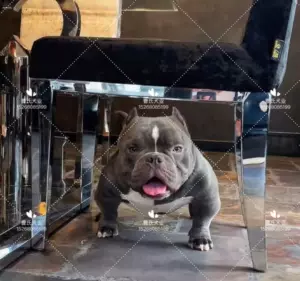 恶霸犬美国 Top 0件恶霸犬美国 22年11月更新 Taobao