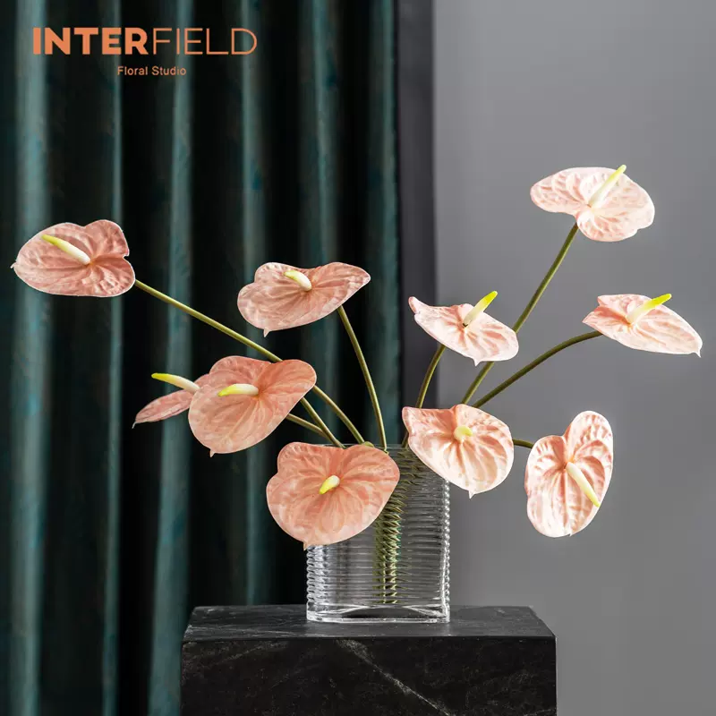 室内火鹤花 新人首单立减十元 21年11月 淘宝海外