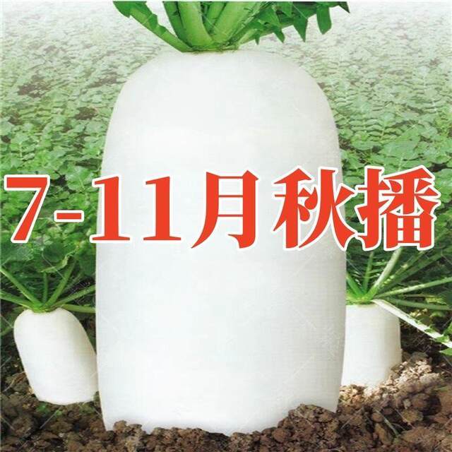 White radish seeds Jiujin [Jin is equal to 0.5kg] Wang seeds are high ...
