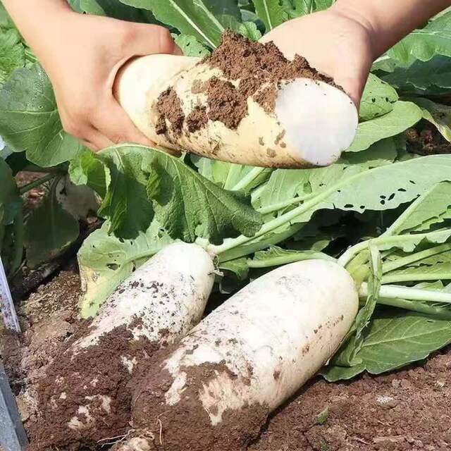 White radish seeds Jiujin [Jin is equal to 0.5kg] Wang seeds are high ...