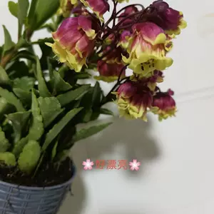 长寿宫灯花 新人首单立减十元 22年3月 淘宝海外