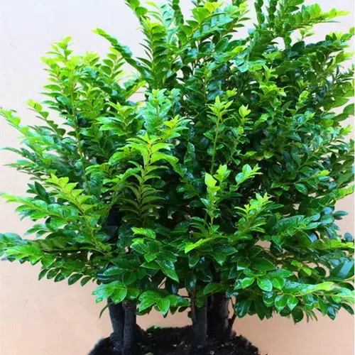 小叶紫檀盆栽包邮 新人首单立减十元 22年2月 淘宝海外