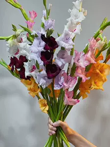 年生花种子 新人首单立减十元 22年6月 淘宝海外