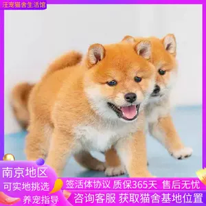 柴犬家庭犬 新人首单立减十元 22年10月 淘宝海外