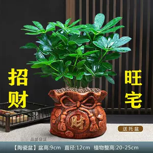 七叶莲盆栽22年5月 月销口碑最新推荐 天猫淘宝海外