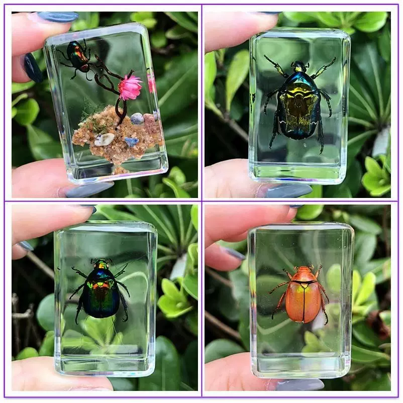 甲虫标本制作 新人首单立减十元 21年12月 淘宝海外 甲虫标本制作 新人首单立减十元 21年12月 淘宝海外