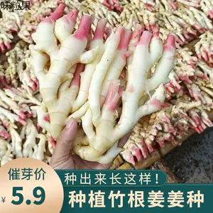 生姜种植苗 Top 52件生姜种植苗 22年11月更新 Taobao