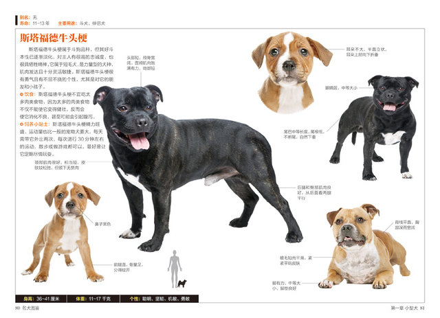 The characteristics and habits of 167 popular pet dogs' characteristics ...