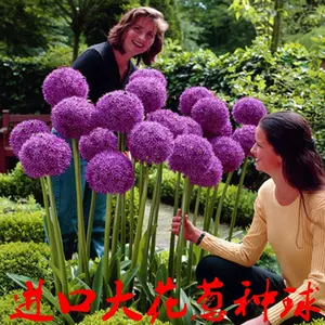 花球根 新人首单立减十元 22年8月 淘宝海外