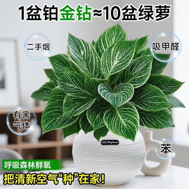 
Platinum Diamond Potted Indoor Desktop Hydroponic Green Plant Office Big Leaf Green Princess Purifies the Air and Removes Formaldehyde