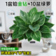 
Platinum Diamond Potted Indoor Desktop Hydroponic Green Plant Office Big Leaf Green Princess Purifies the Air and Removes Formaldehyde