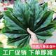 Simulated star anise leaf fruit store decoration fake green leaves gold plate leaves square real leaves size small price plant leaves