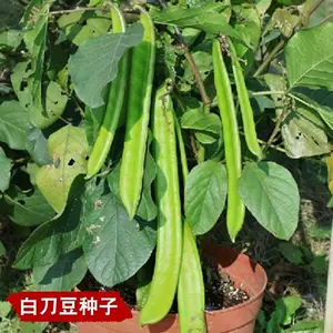 白豆苗 新人首单立减十元 22年10月 淘宝海外