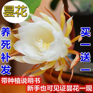 昙花一现的昙花 新人首单立减十元 22年7月 淘宝海外