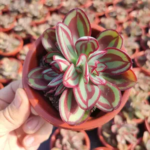 紅司 Top 72件紅司 22年11月更新 Taobao