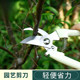 Stainless steel branch pruning shears for picking fruits, flowers and trees, garden fruit trees, flower branches, grafting, gardening scissors tools