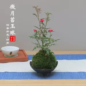 苔玉苔藓 新人首单立减十元 22年4月 淘宝海外