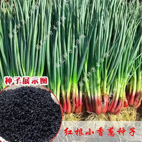 种葱花盆小 新人首单立减十元 22年2月 淘宝海外 种葱花盆小 新人首单立减十元 22年2月 淘宝海外