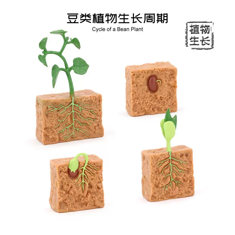 植物成长周期种子发芽生长过程儿童科普玩具模型幼儿园科学区材料