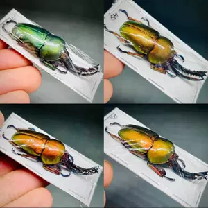 锹甲虫标本 新人首单立减十元 22年7月 淘宝海外