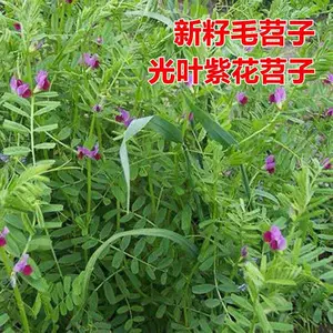 田菁 新人首单立减十元 22年7月 淘宝海外