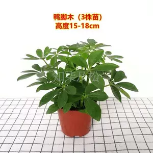 室内招财风水树 Top 66件室内招财风水树 23年2月更新 Taobao