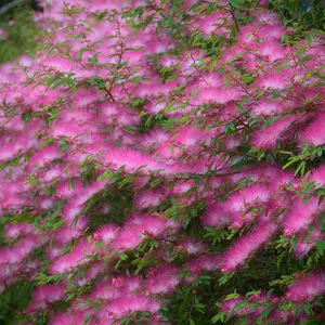 香水扑 新人首单立减十元 22年7月 淘宝海外