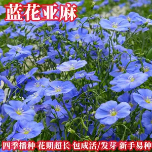 紫色花坛 新人首单立减十元 22年7月 淘宝海外