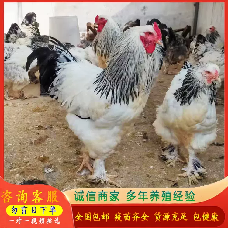喷小鸡 新人首单立减十元 2021年12月 淘宝海外