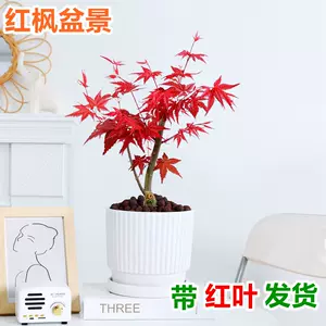小紅楓- Top 500件小紅楓- 2023年10月更新- Taobao