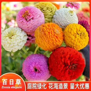 花种子百日草 Top 800件花种子百日草 22年11月更新 Taobao